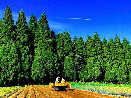 写真