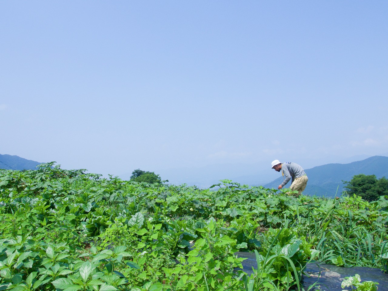 写真