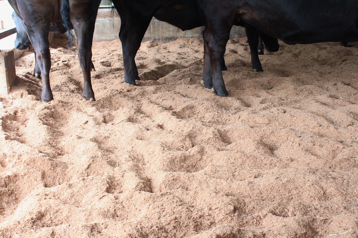 掃除の行き届いた快適な空間で丹波牛は大切に育てられています。