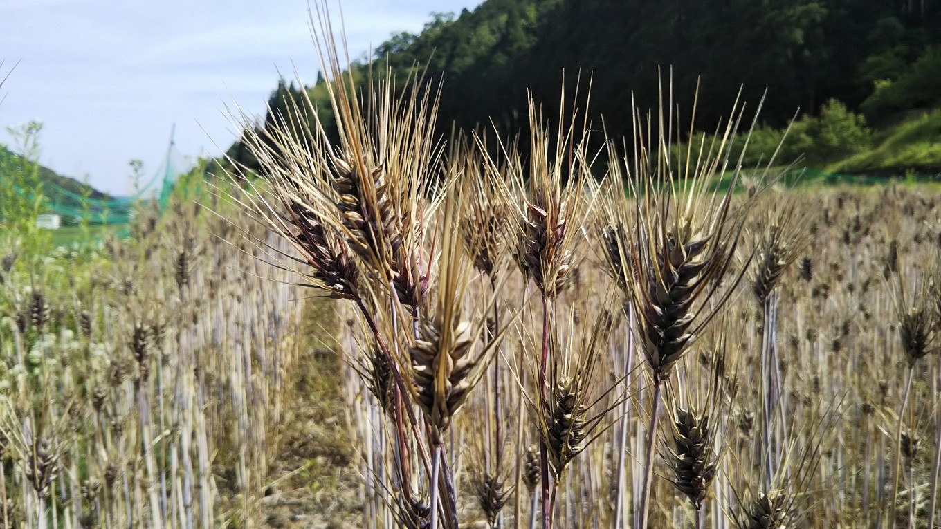 京丹波町の豊かな土壌、水、澄んだ空気を浴びてもち麦が育っています。