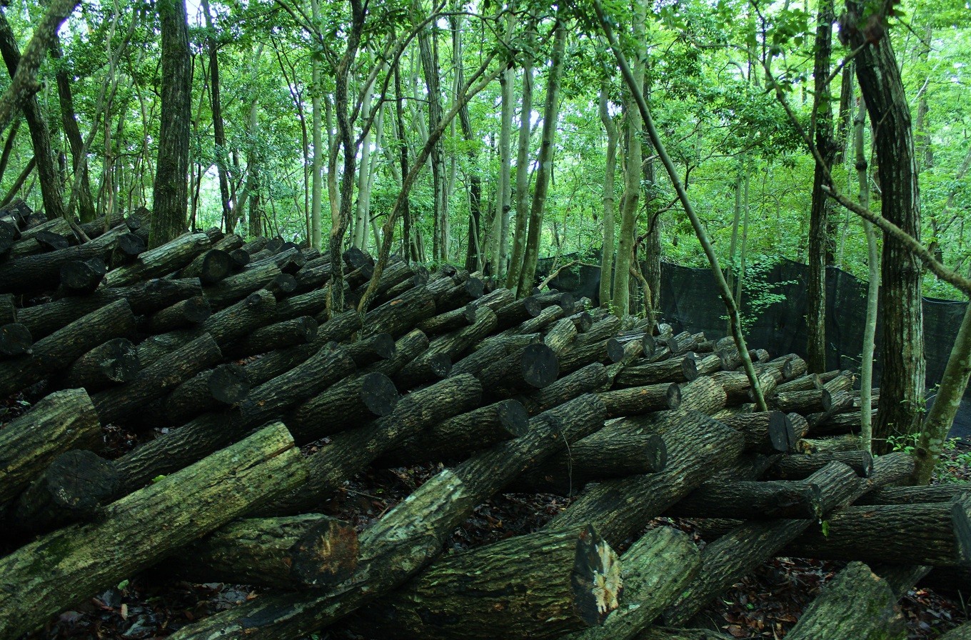 静寂の山中にシイタケの原木が整然と並んでいます。