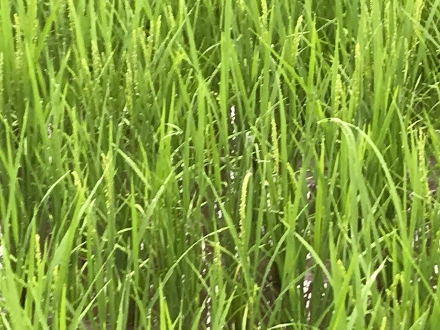令和元年８月４日の稲です。稲の花が付き始めました！