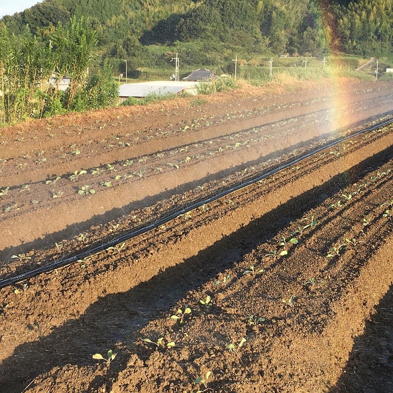 9/17の様子。すくすくと成長中です