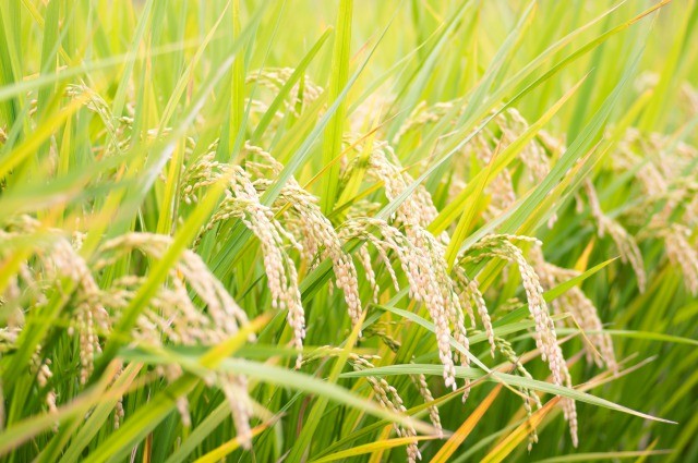 農薬化学肥料除草剤不使用  R5年度米愛媛県産ヒノヒカリ稲架掛け米 20k