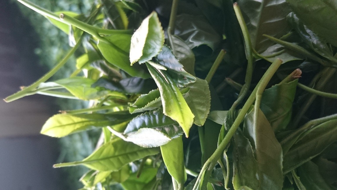 うれしの茶 緑茶の茶葉