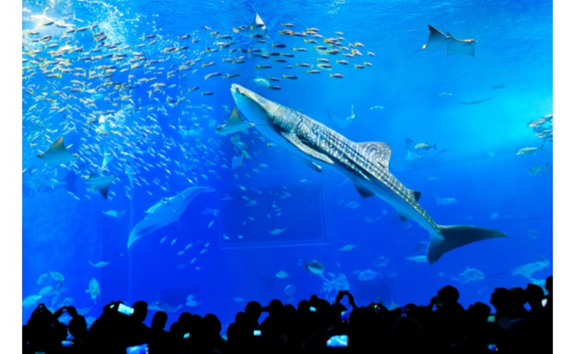迫力の大水槽】沖縄美ら海水族館 チケット引換券（大人券4枚） - 沖縄県本部町 | ふるさと納税 [ふるさとチョイス]