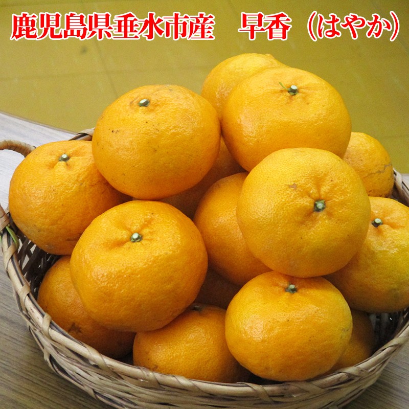 A1-1613/早香(はやか)5kg