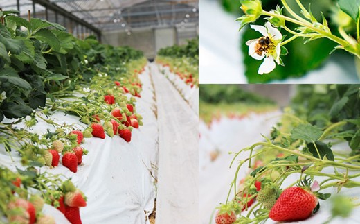 「土」で丁寧に栽培するから甘いイチゴがたくさん実ります。