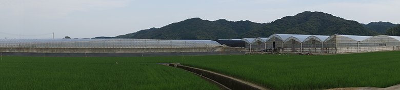 国内(フジ物産)養鰻場