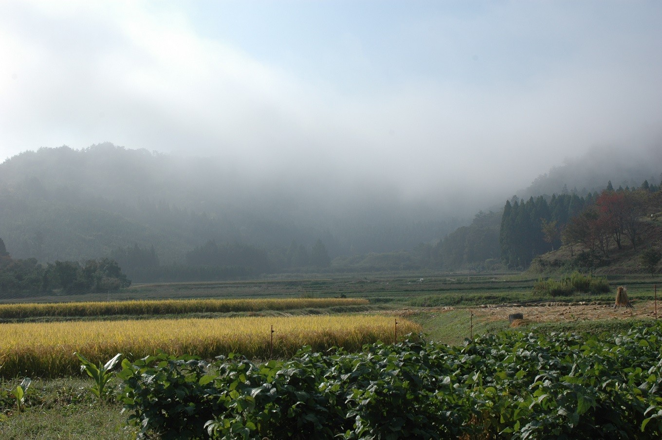 丹波高原の気候風土が風味豊かな高級小豆をはぐくんでいます。