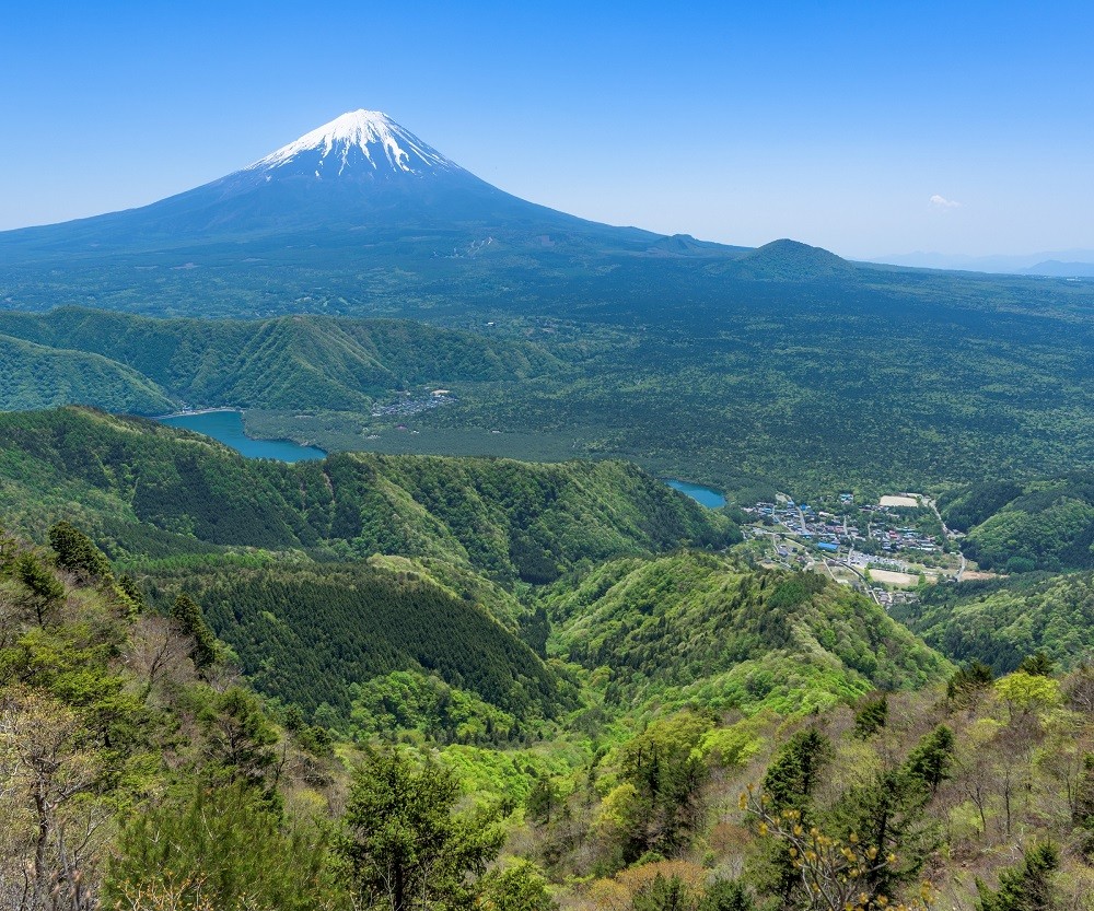 ニホンジカが生息する富士山麓の豊かな森