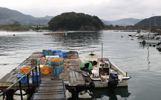 加工場前の筏。毎朝ここで漁師から持ち込まれる活魚を買い付けます。