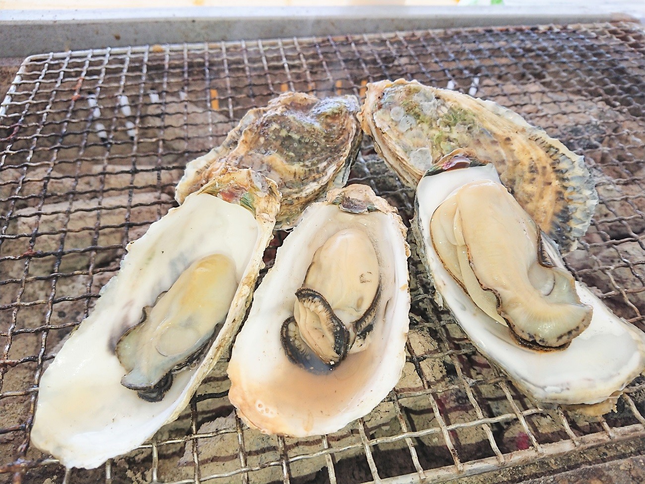 殻付き生食用福吉の牡蠣3kg 福岡県糸島産 福岡県糸島市 ふるさと納税 ふるさとチョイス