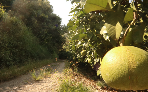 道沿いに文旦が実っています。カメラを構えている間も柑橘のいい香り！