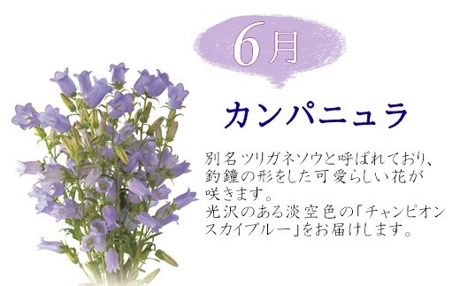 フラワー大賞受賞 花巻銀河ブルー いわて花巻のお花定期便4回 602 岩手県花巻市 ふるさと納税 ふるさとチョイス