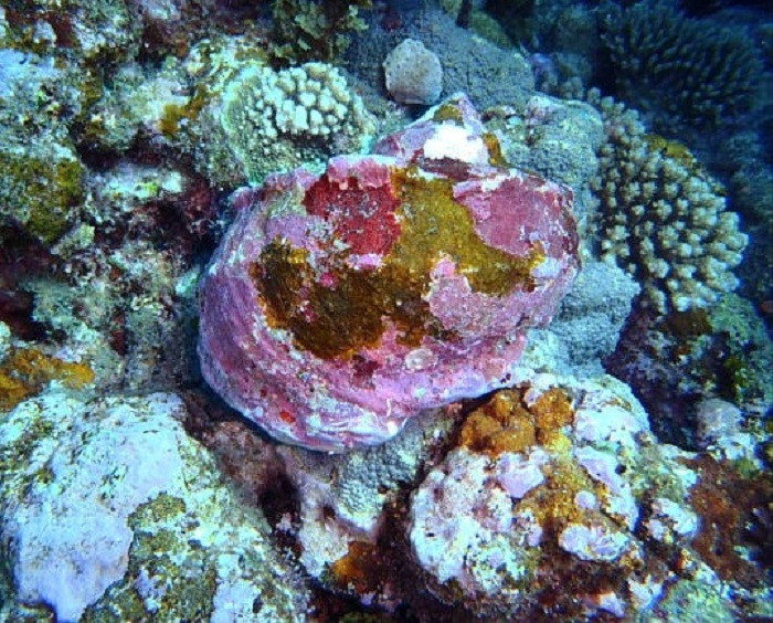 貝の表面はサンゴが付着し周囲の色に溶け込んでいます