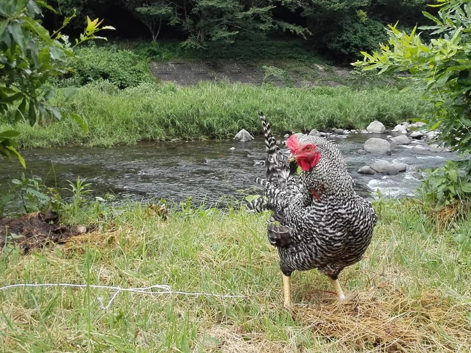 ※普段は鶏舎の中にいます。