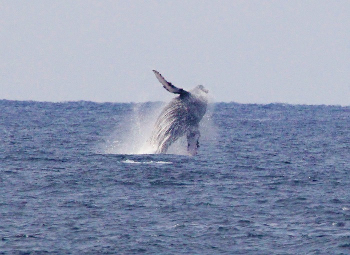 2019年3月に喜界島の浜から撮影されたザトウクジラ