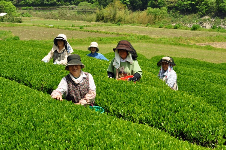 Qdr-104 手刈りのおいしさ しまんと緑茶 500ml×24本 - 高知県四万十町｜ふるさとチョイス - ふるさと納税サイト