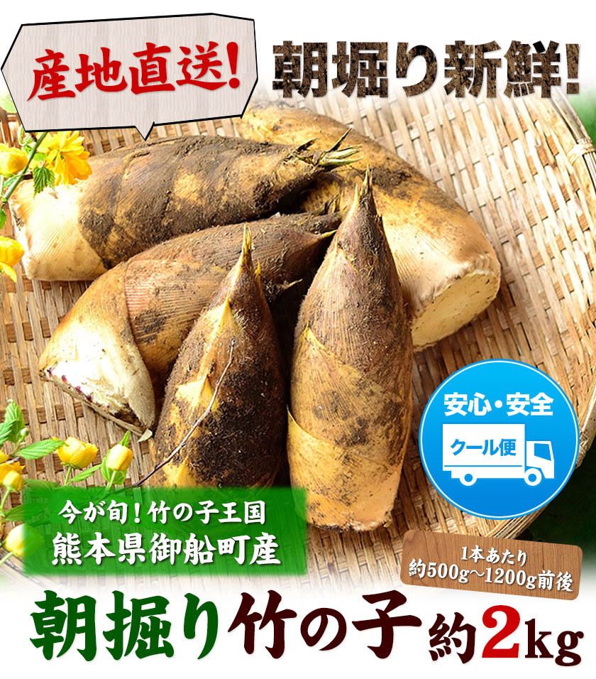 朝掘り竹の子 熊本県御船町産限定 約2kg(1本約500g-1200g前後) 《4月上旬-4月末頃出荷》期間限定 野菜 たけのこご飯 煮物 先行予約  熊本県御船町