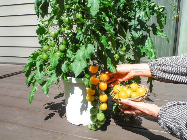 すぐに収穫できる ミニトマトの鉢植 イエローミニ H103 002 愛知県碧南市 ふるさと納税 ふるさとチョイス
