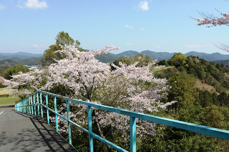 春には桜秋には紅葉と、四季によって様々な景色が楽しめるのも魅力の一つ