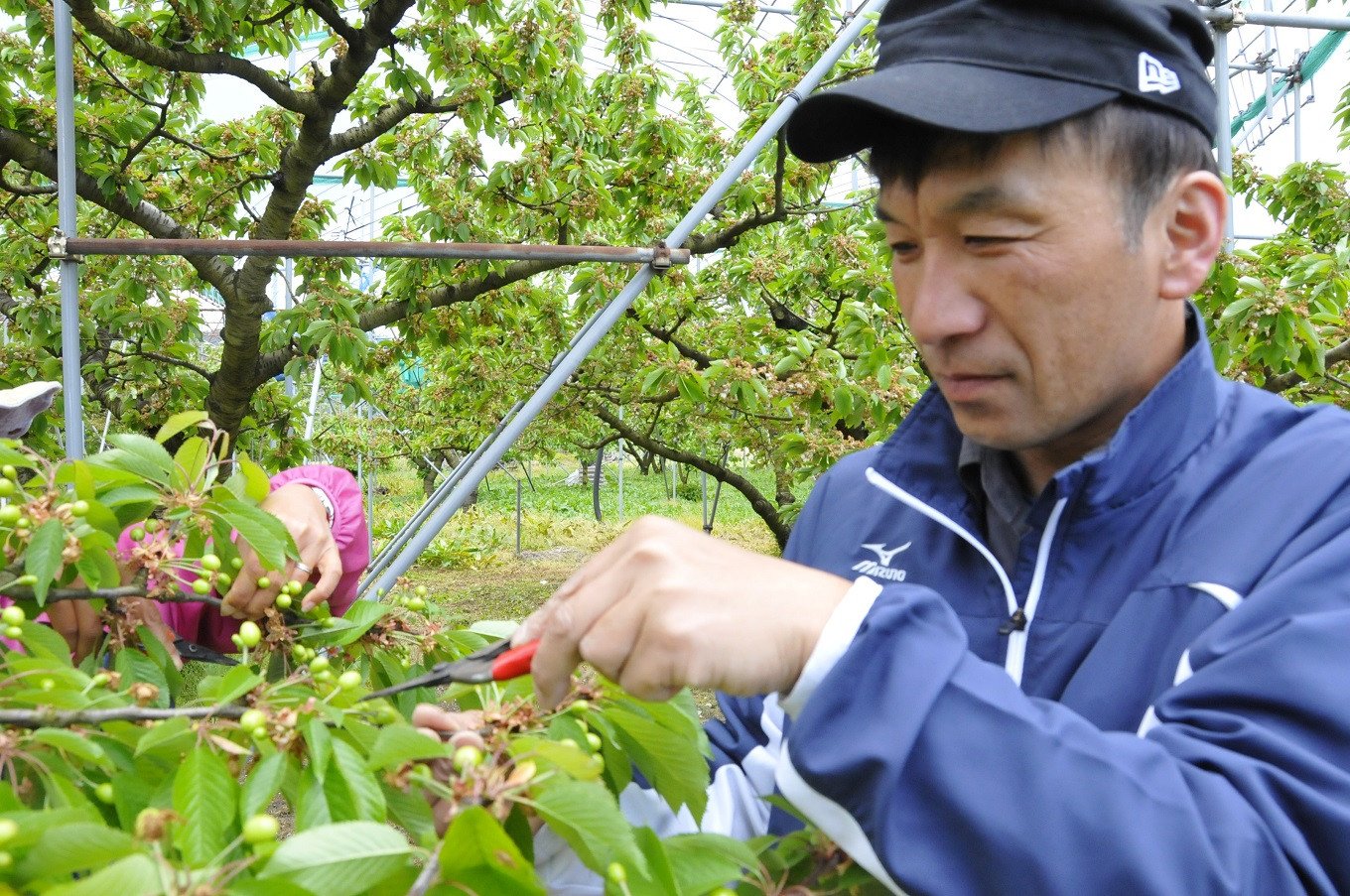 天童市内で観光果樹園を営む髙柳真一さん