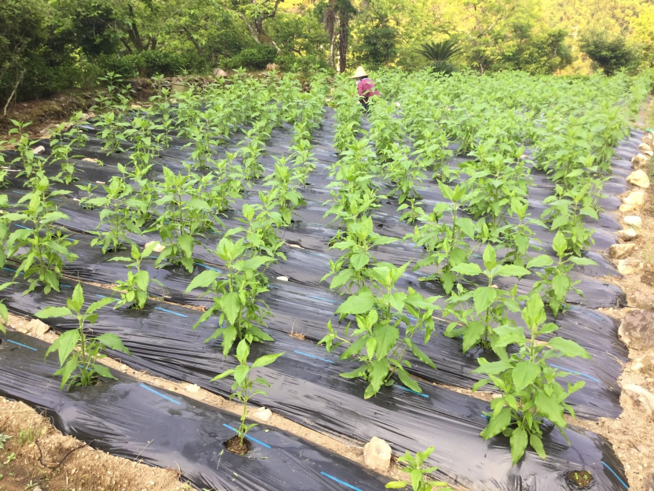 菊芋 の 栽培 方法