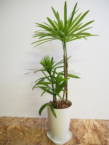 観葉植物】シュロチク70cm~90cm(弓指園芸/014-1418) 南国鹿児島県で