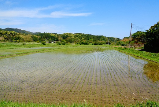 お米作りに最適な環境により長狭米は育ちます。