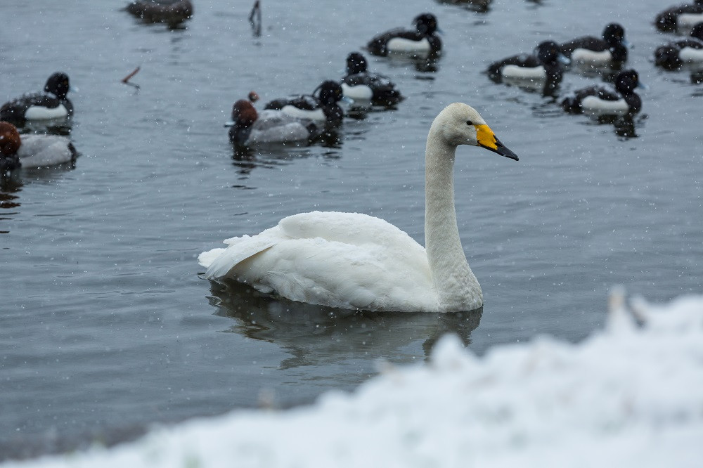 長峰大池の白鳥