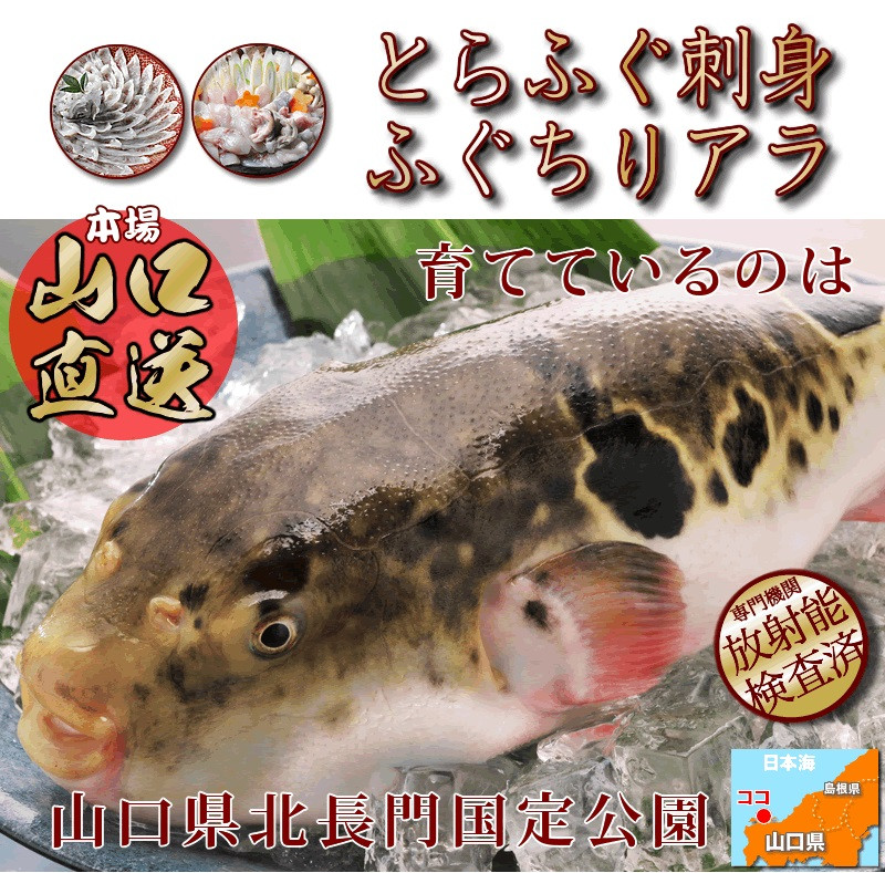 1210)刺身 とらふぐ 天然 ふぐ刺し ふぐ鍋 セット 2人前 冷凍 - 山口県長門市｜ふるさとチョイス - ふるさと納税サイト