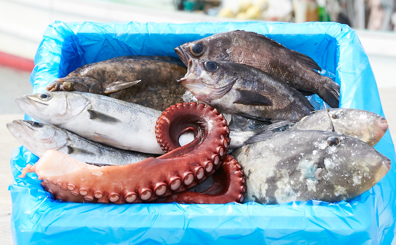 特選 三陸海の恵み詰め合わせ 下処理可 岩手県陸前高田市 ふるさと納税 ふるさとチョイス