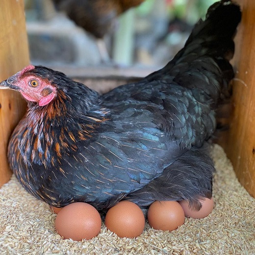 健康な鶏からは健康な卵が産まれます