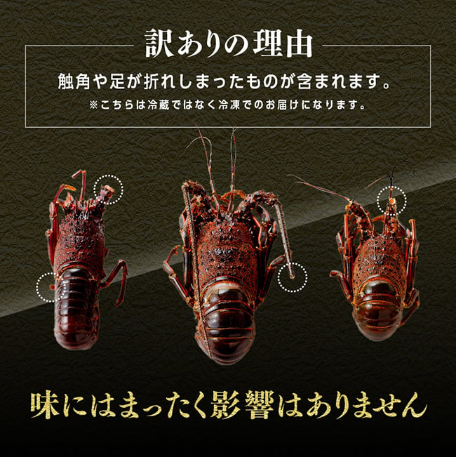 訳あり】伊勢海老２kg※冷凍※ 魚貝 イセエビ - 宮崎県川南町｜ふるさとチョイス - ふるさと納税サイト