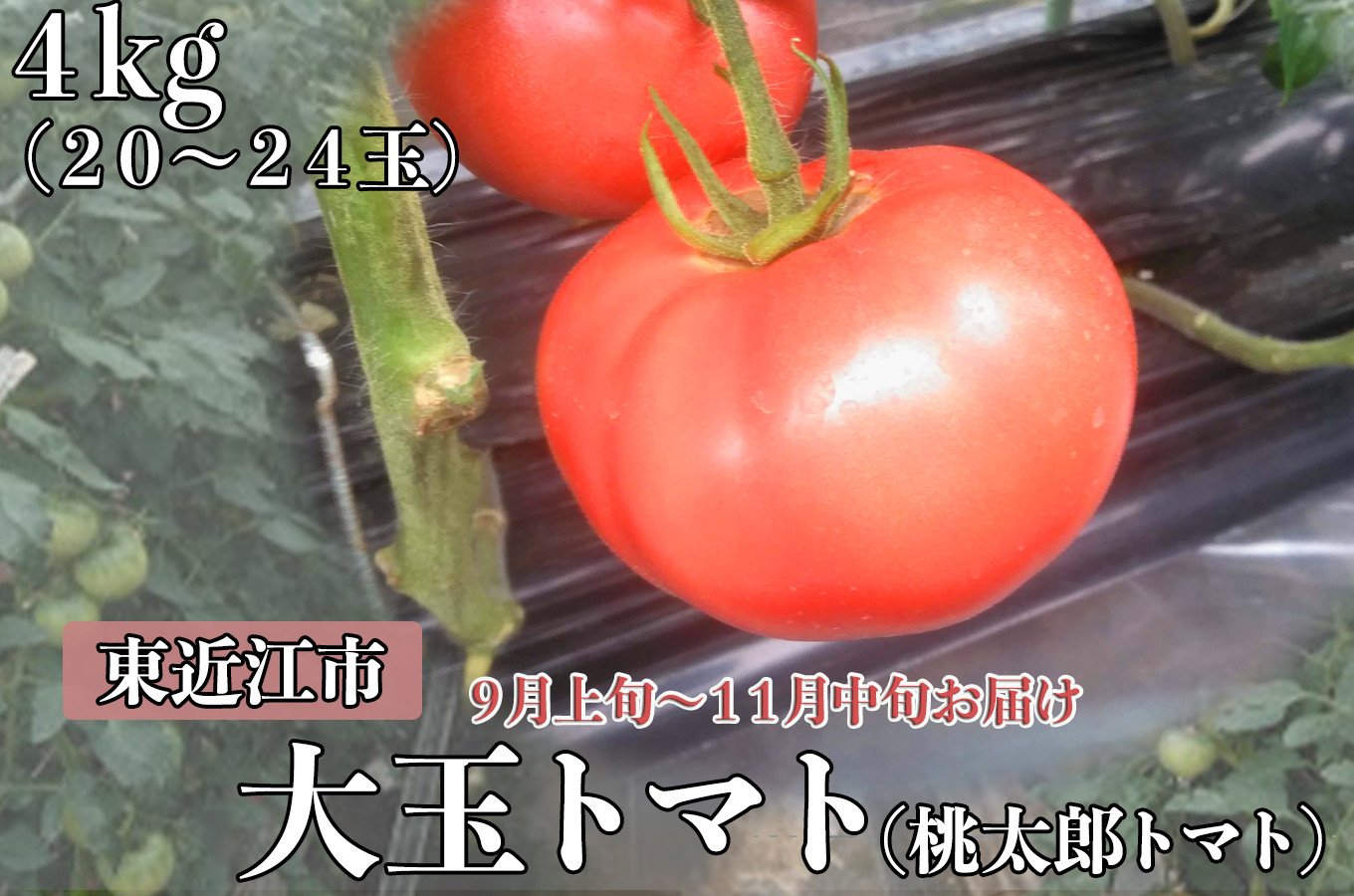 012h26 東近江市産大玉トマト４ｋｇ 髙島屋選定品 滋賀県東近江市 ふるさと納税 ふるさとチョイス