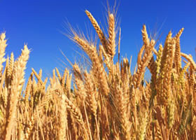 北海道産の”小麦粉”