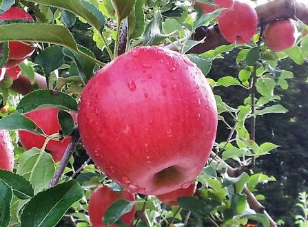 当園のつがるは、太陽によくあたった味重視の「サンつがる」です。