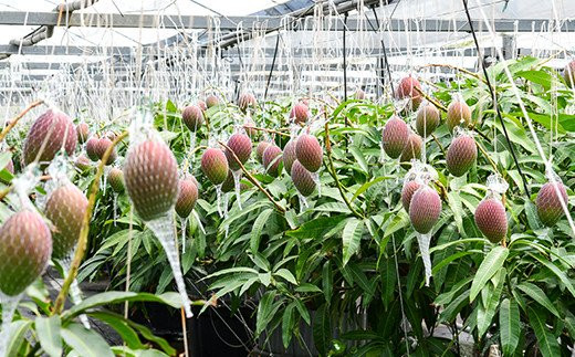 【根域制限栽培】という技術で栽培する「サムライファーム西都」