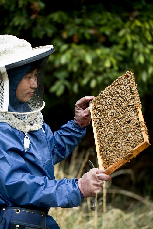 養蜂の様子