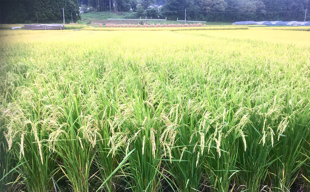 亀の尾の稲の長さは約120cmにもなります。