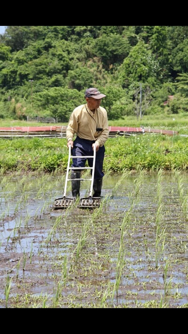 朝5時頃から田押し車での除草作業