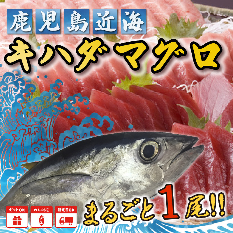 008 57 鹿児島近海キハダマグロ1尾 鹿児島県南九州市 ふるさと納税 ふるさとチョイス