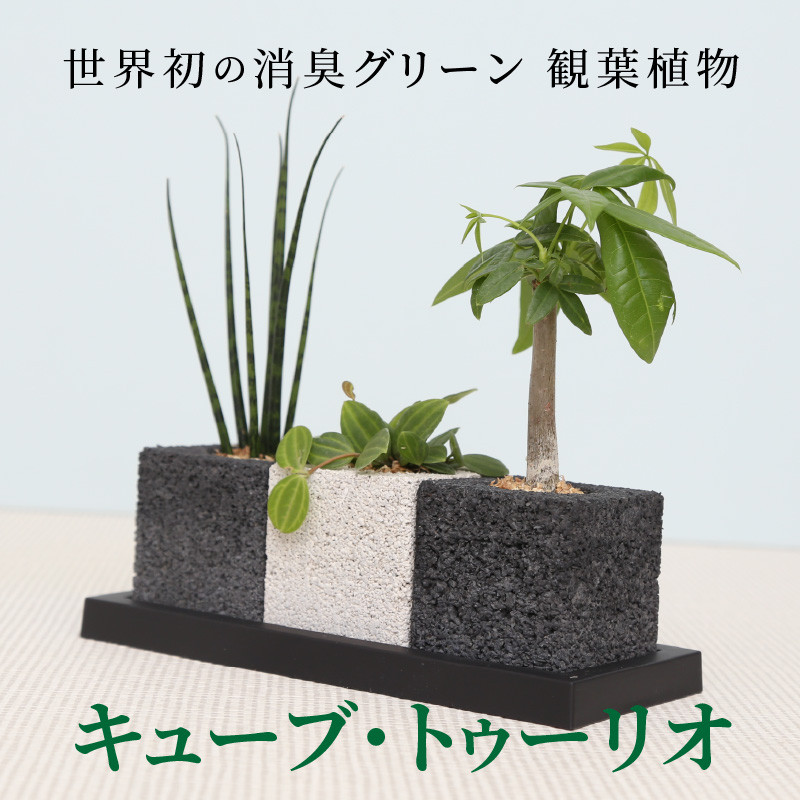 ふるさと納税 S060-001_キューブ・トゥーリオ 世界初の消臭グリーン 観葉植物 熊本県天草市