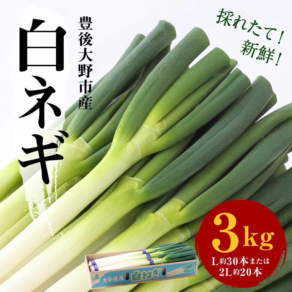 073-369-2 豊後大野市産 白ネギ 3kg（2Lサイズ20本） - 大分県豊後大野