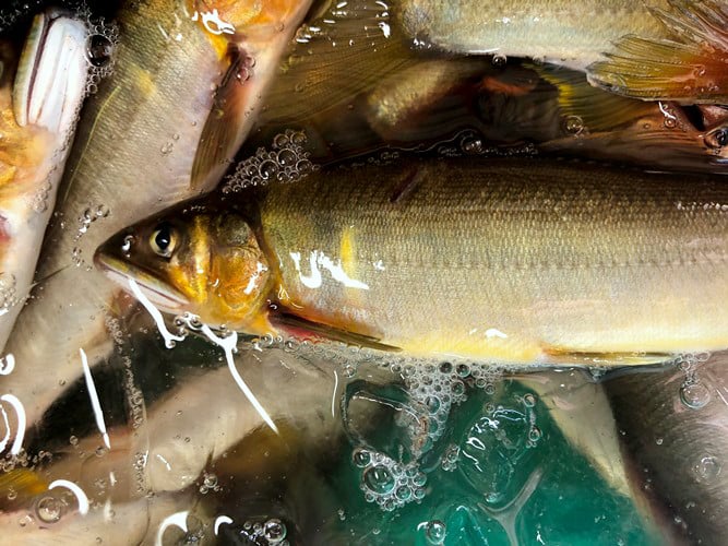 【祝！！生鮎解禁！】四万十川上流の天然釣り鮎 1.3kg【冷蔵６～22尾】【着日指定不可】Esj-33k