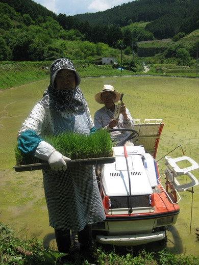 有機栽培米の生産者