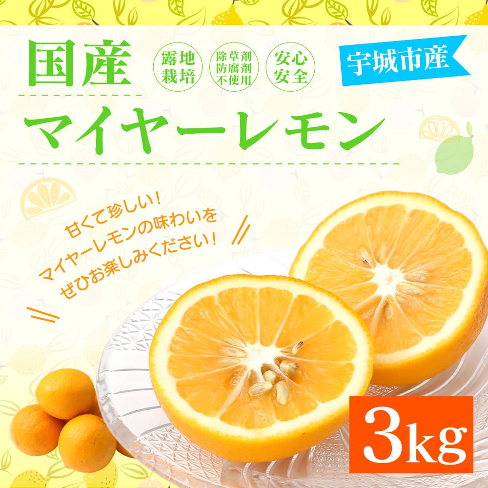 国産 マイヤーレモン 3kg 吉田果樹園 熊本県宇城市産 9月下旬 順次発送予定 熊本県宇城市 ふるさと納税 ふるさとチョイス