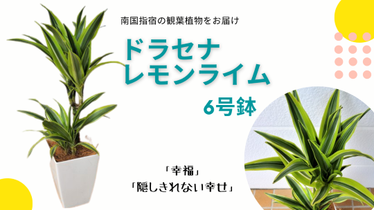 観葉植物 ドラセナレモンライム6号鉢 Green Base 鹿児島県指宿市 ふるさと納税 ふるさとチョイス