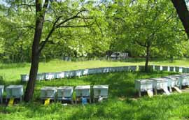 ハンガリーの養蜂風景